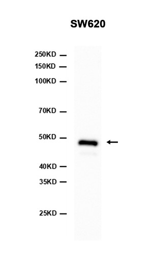 AYD12414