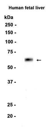 AYD14826