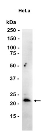 HP1 gamma (YD11593) Rabbit mAb