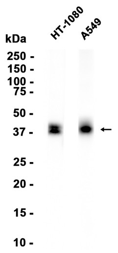 AYD15076