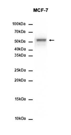 AYD16057