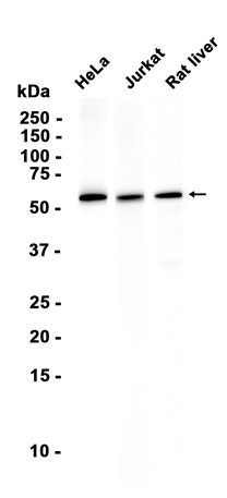 AYD12451