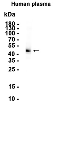 AYD12869