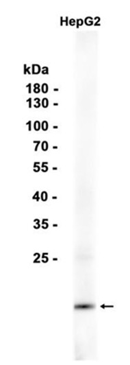 AYD16066