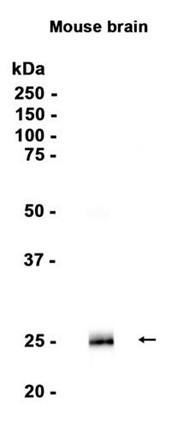AYD15723