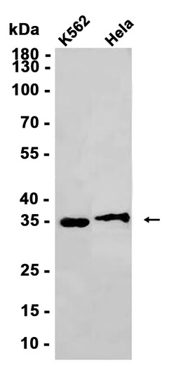 AYD12527