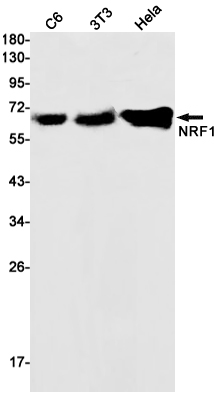 AYD11602