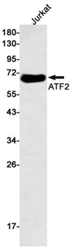 AYD12625