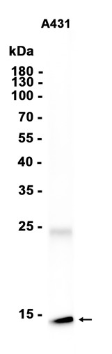 AYD13132