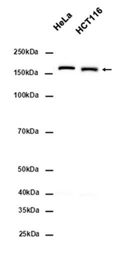 AYD15382