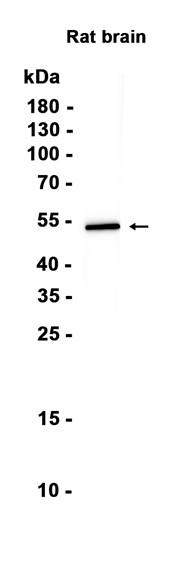 AYD16344