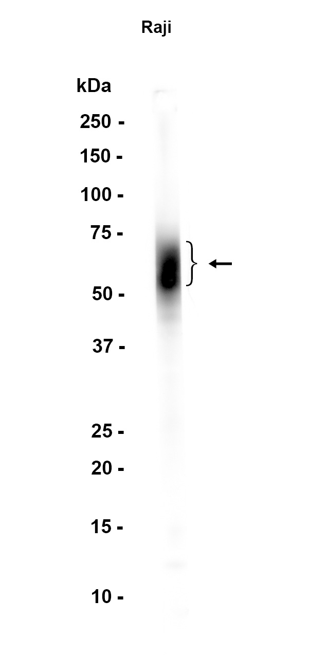 AYD12514