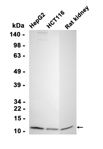 AYD15529