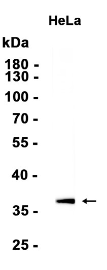 AYD15926