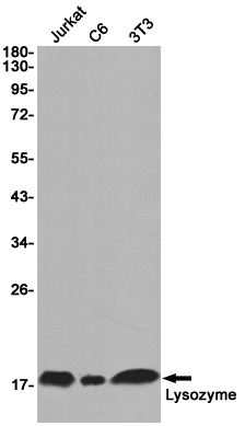AYD13248