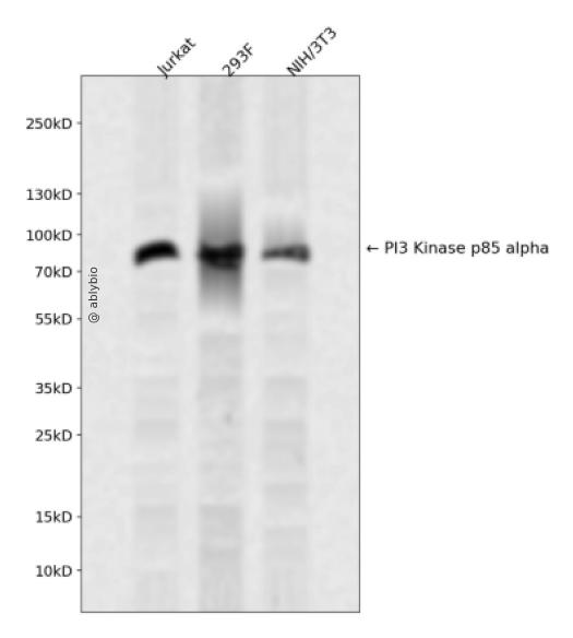 PI3 Kinase p85 alpha Rabbit mAb