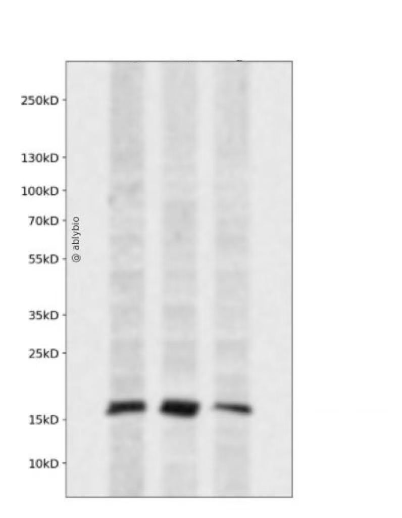 Iba 1  Mouse mAb