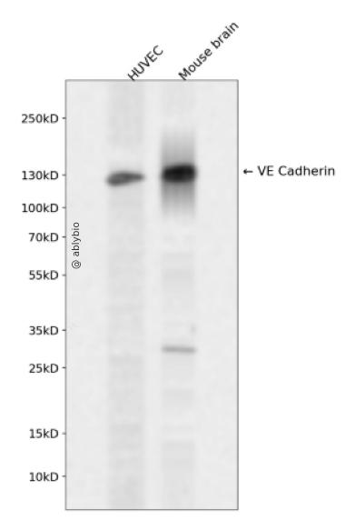 VE-Cadherin Rabbit mAb