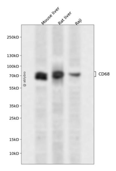 CD68 Rabbit mAb