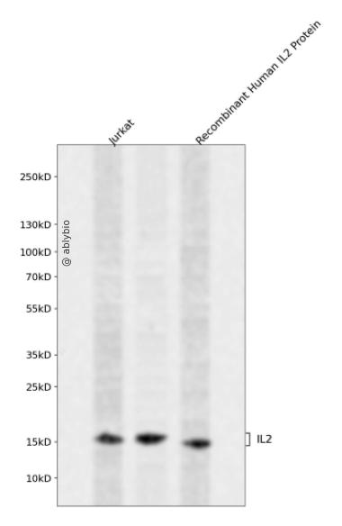 IL-2 Rabbit mAb