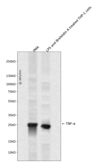 TNF alpha Antibody