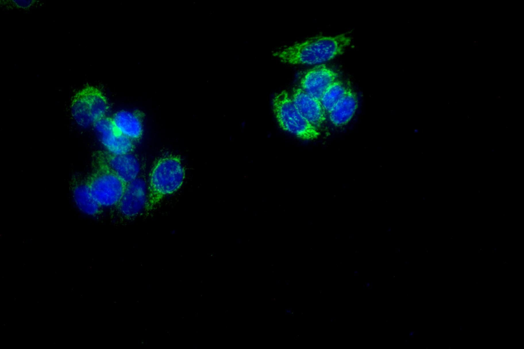 CD63 Rabbit mAb