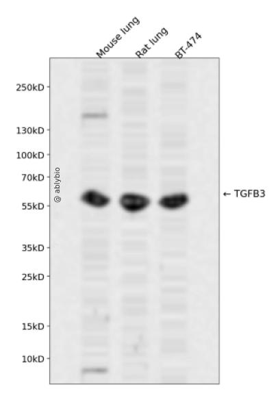 TGFB3 Antibody