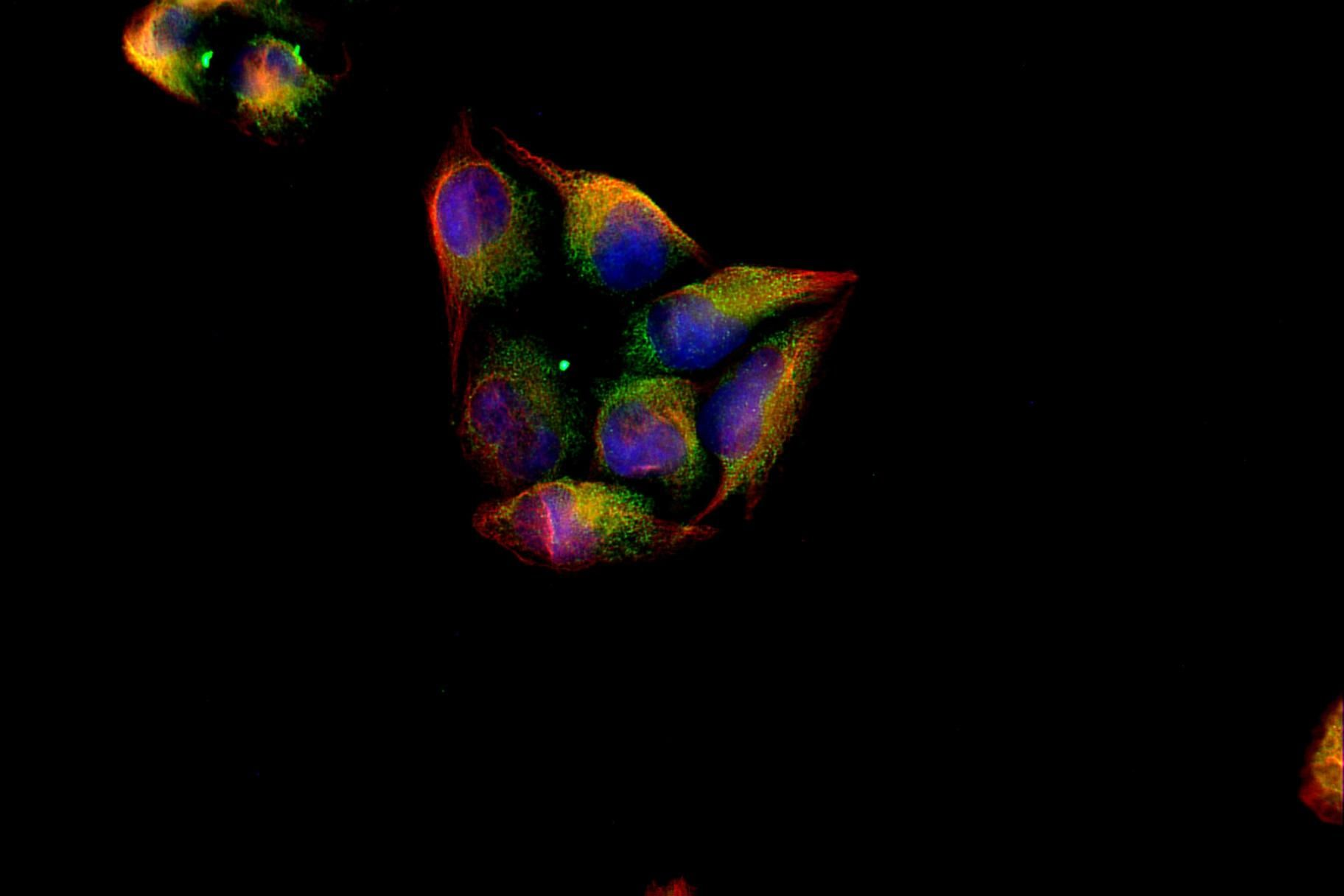 Nrf2 Rabbit pAb
