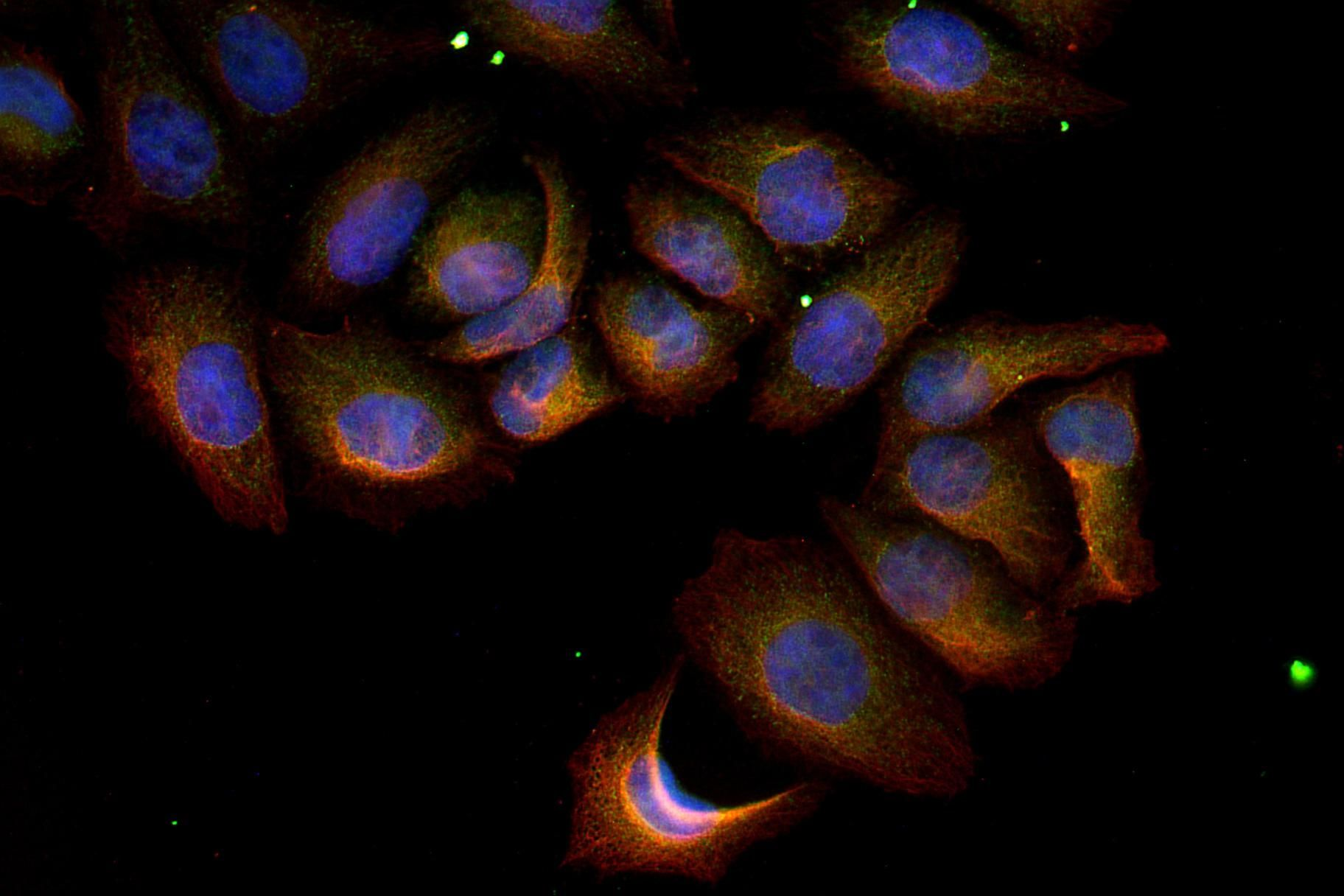 Phospho-Nrf2 (Ser40) pAb