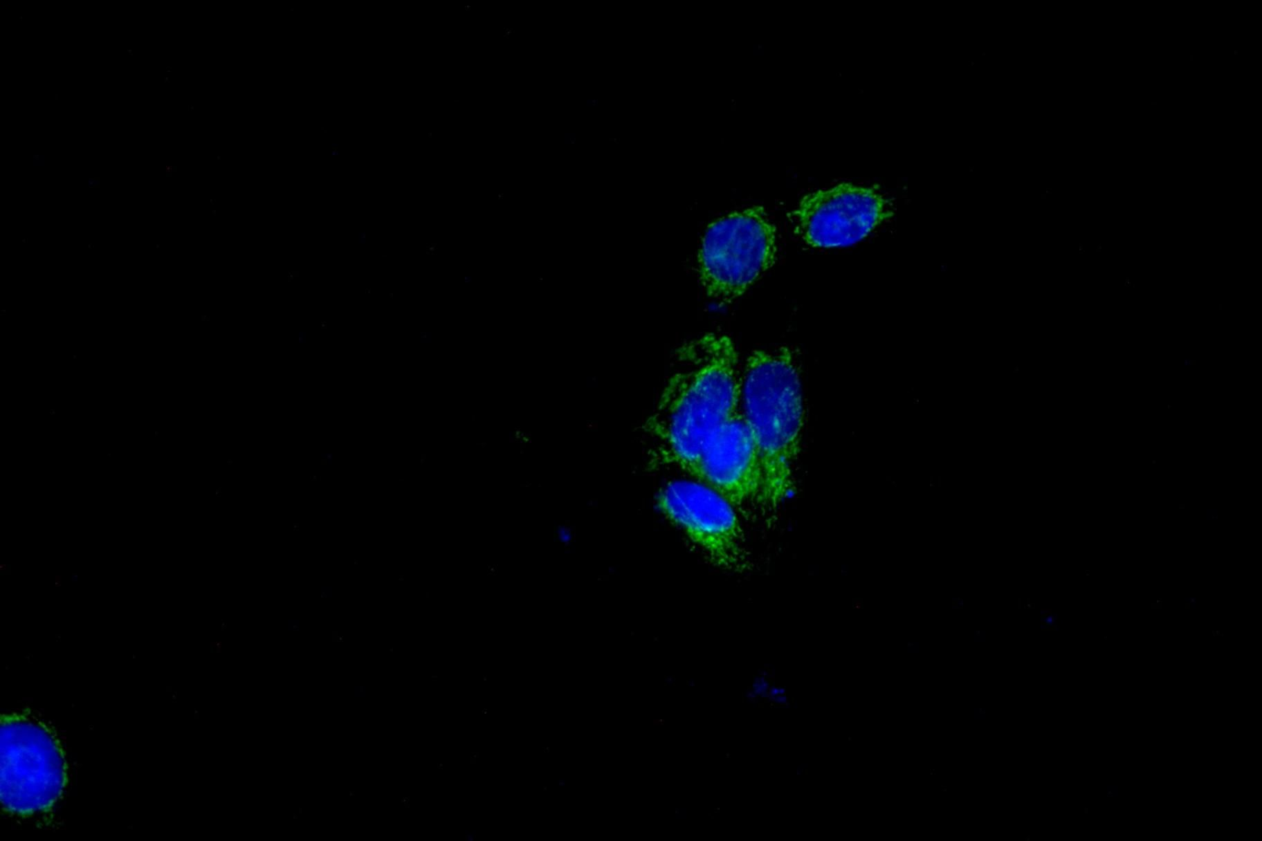 STAR Rabbit mAb