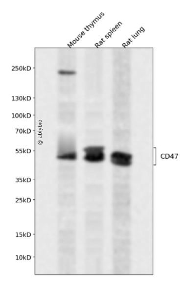 CD47 Rabbit mAb