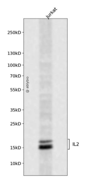 IL2 Antibody