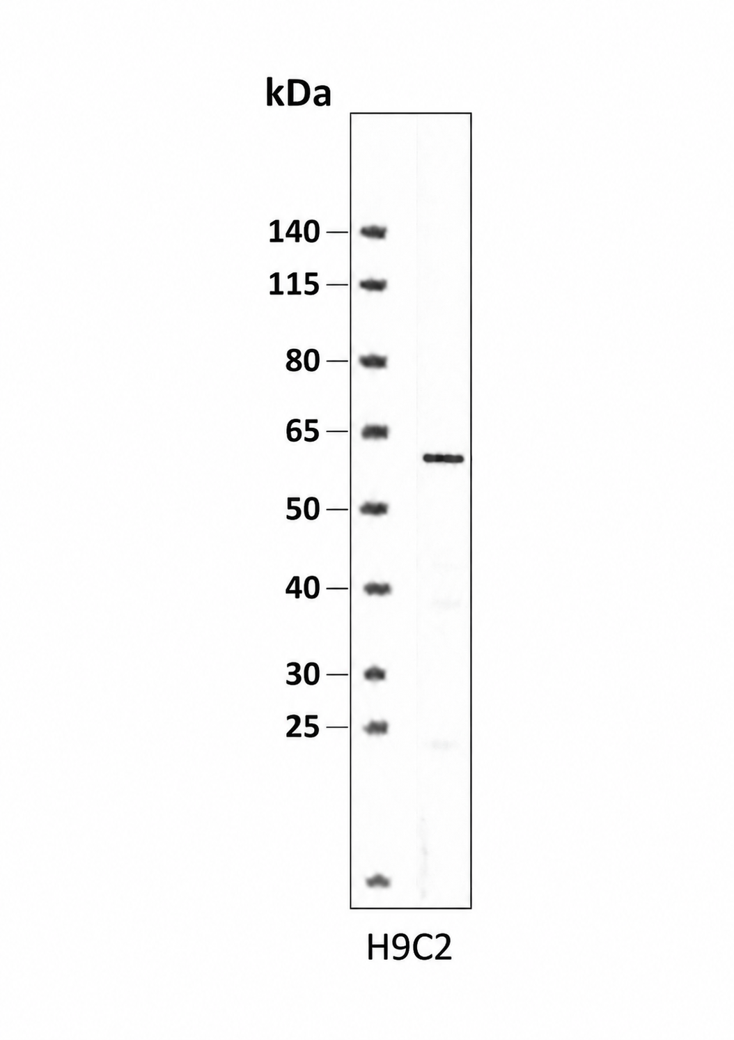 AAY1563