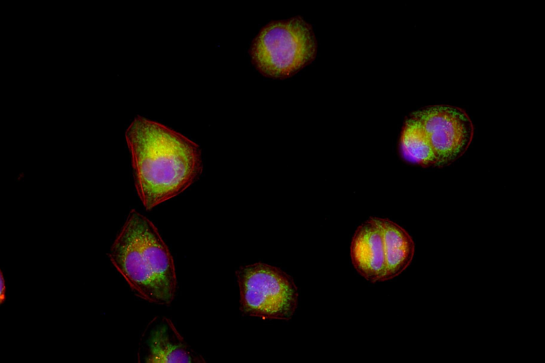 Rubicon Rabbit mAb