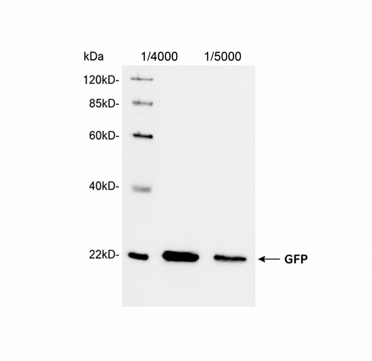 Mouse anti GFP-Tag mAb