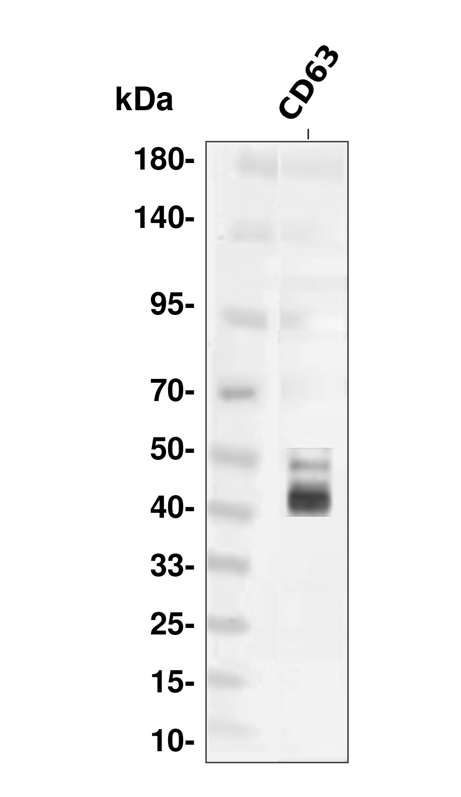 CD63 Rabbit mAb
