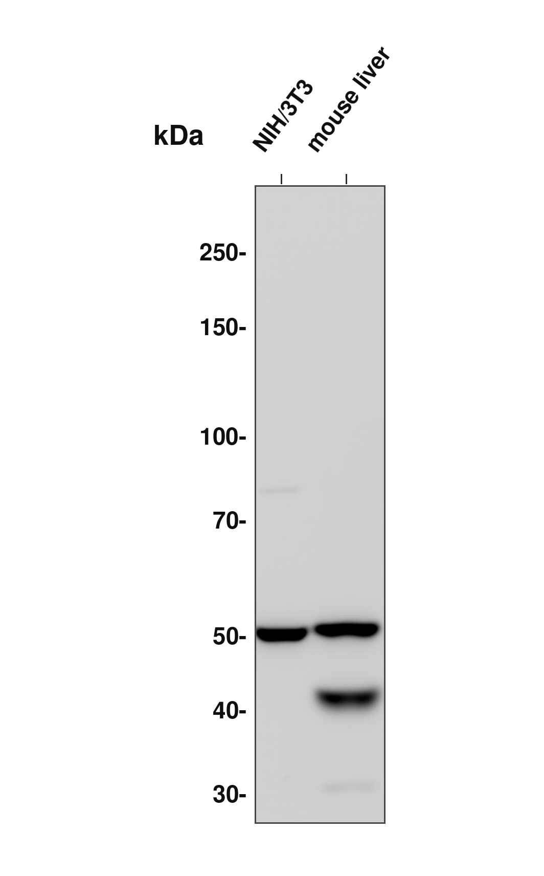 GSDMD N-terminal  Mouse mAb