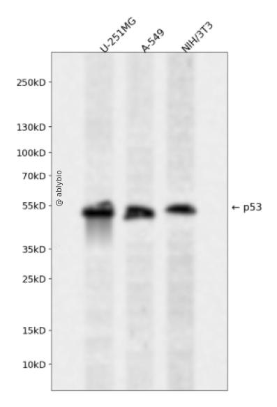Phospho-p53 (Ser366) pAb