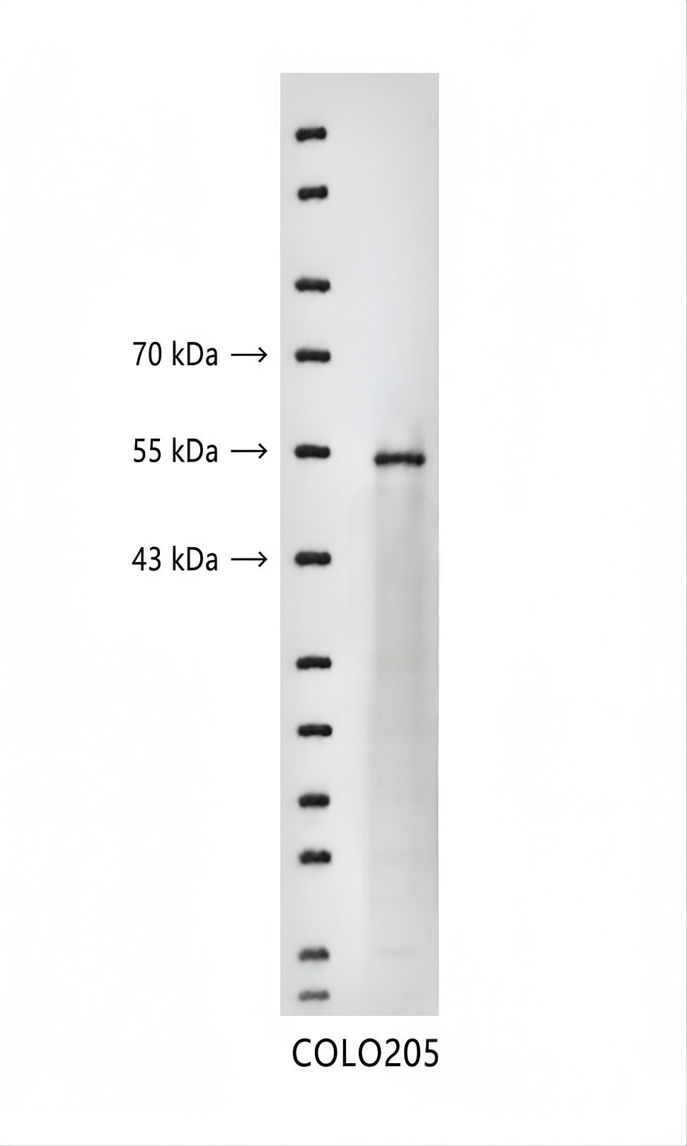 AAY1252