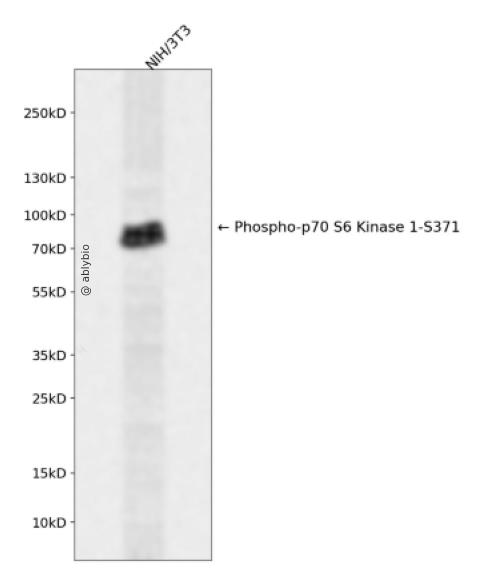 p70 S6 Kinase (Phospho-Ser371) Antibody