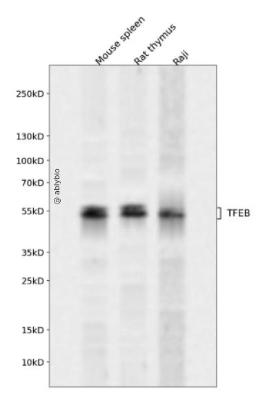TFEB Antibody