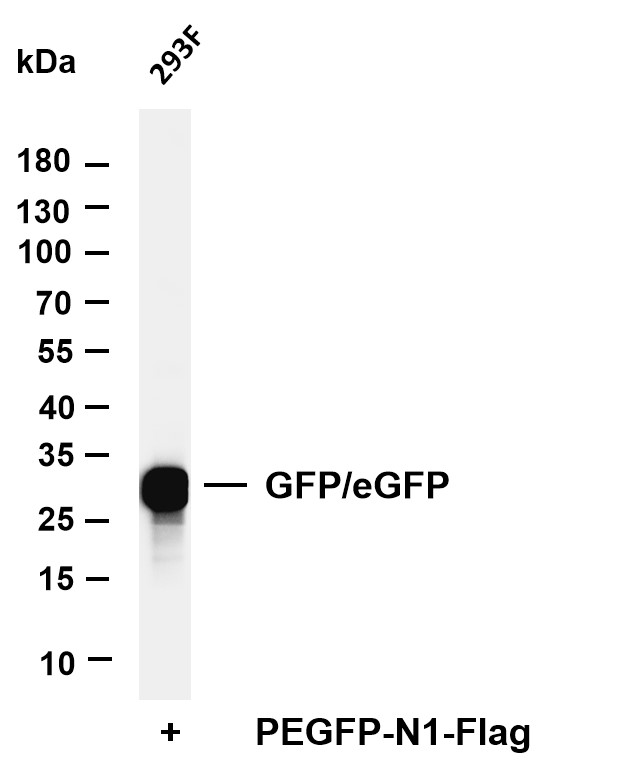 GFP/eGFP-Tag Rabbit mAb