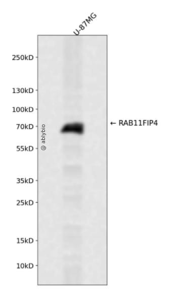 Rab11-FIP4 Antibody