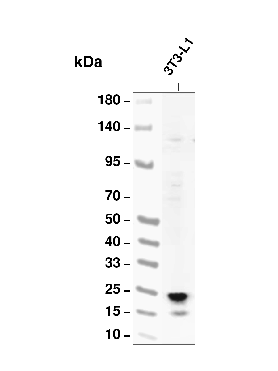CDKN2A/p16INK4a (YD14687) Rabbit mAb