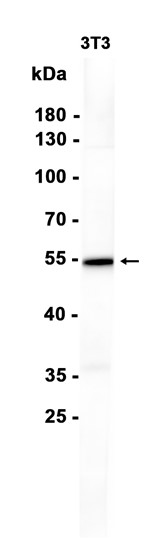 AYD15296