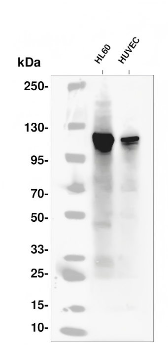 NLRP3 Rabbit mAb