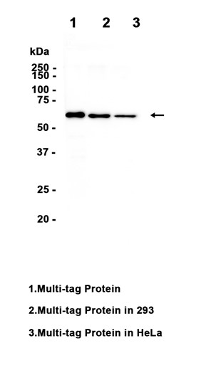Mouse anti HA-Tag mAb
