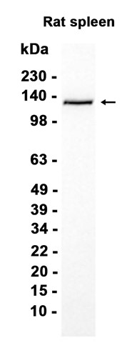 ABY1175