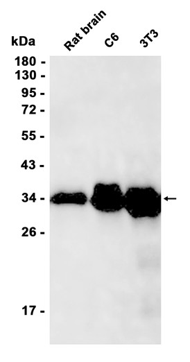 AYD12491