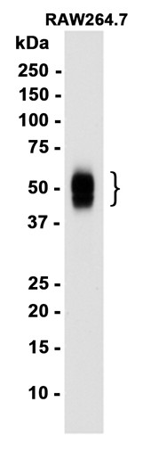 AYD16727